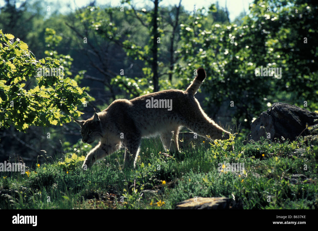 Lynx lynx Lynx lynx animal animaux adultes bêtes de proie Europa Europe félidés de l'avant de format horizontal m mammifère Banque D'Images