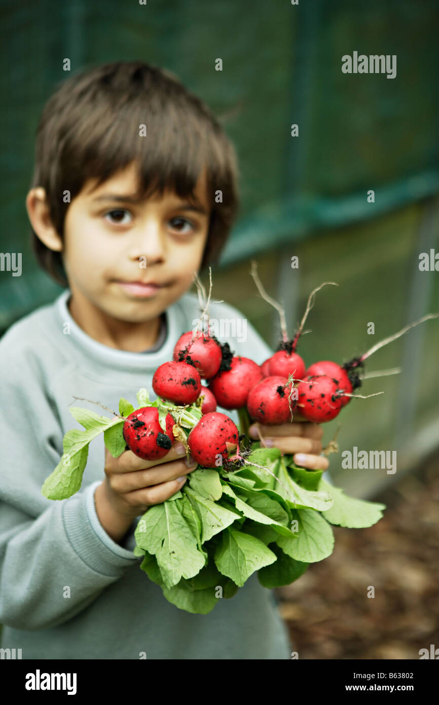 Six ans recueille les radis biologiques cultivés dans le pied carré jardin Banque D'Images