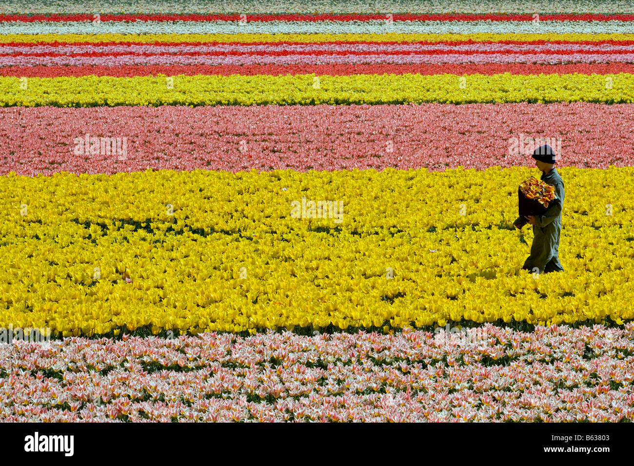 Pays-bas Zuid Holland Lisse travailleur travaillant dans le champ de tulipes Banque D'Images