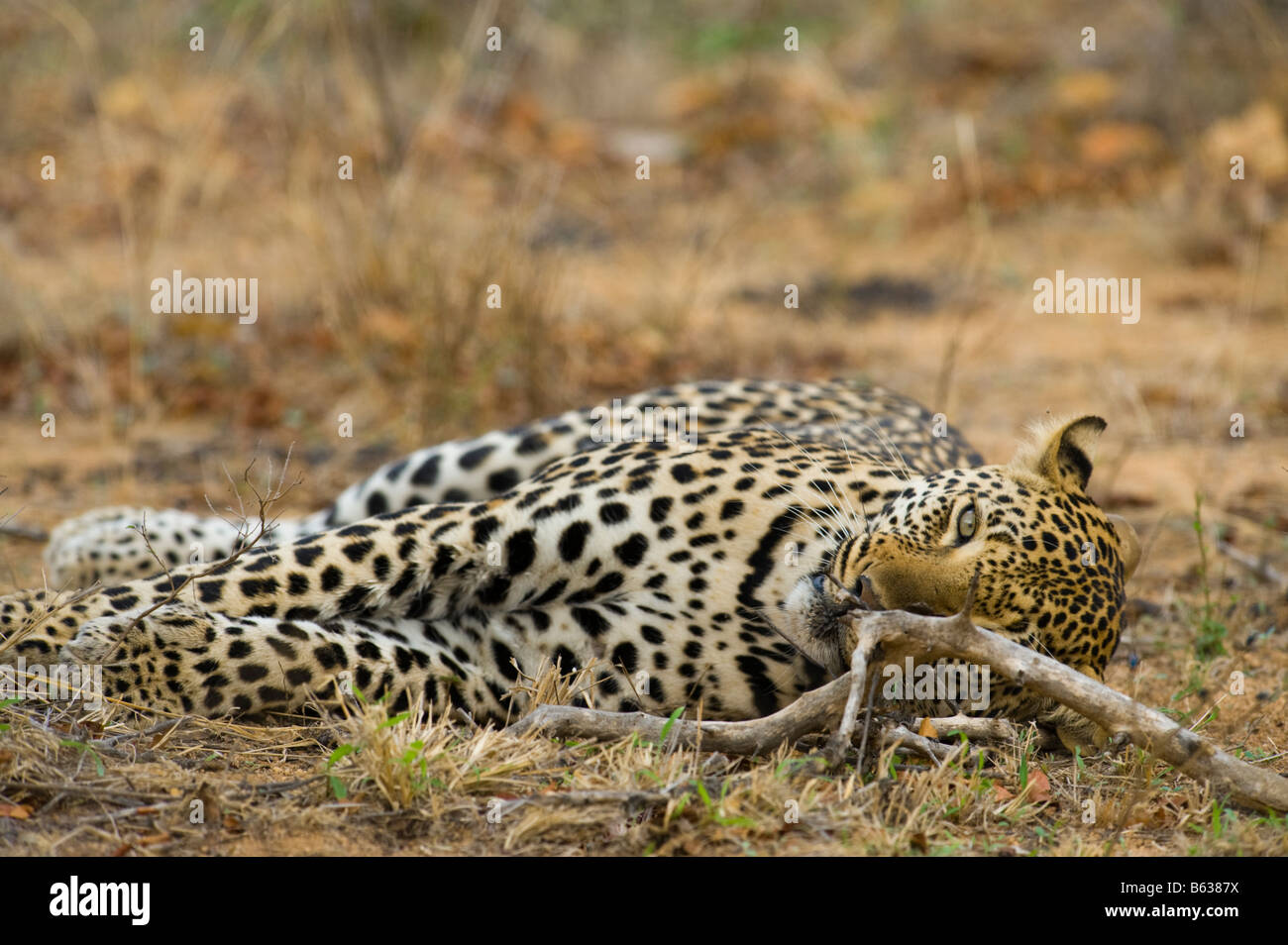 La faune de la savane d'Afrique du Sud homme léopard Panthera pardus dormir les yeux ouverts, bush désert forestiers animal grandios Banque D'Images