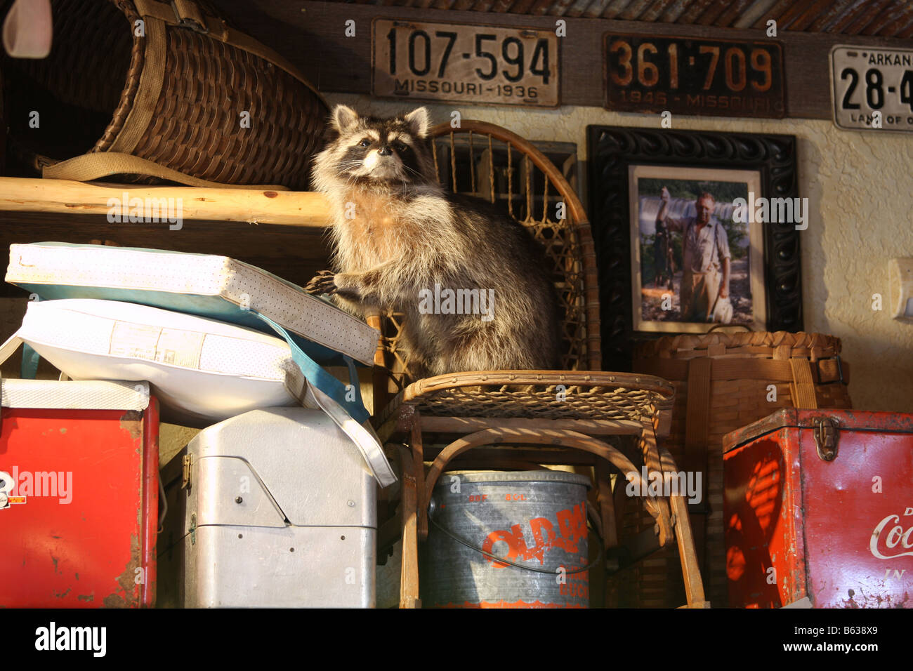 La pêche de loisir en plein air camping antiquités exposées dans un magasin à Branson Banque D'Images