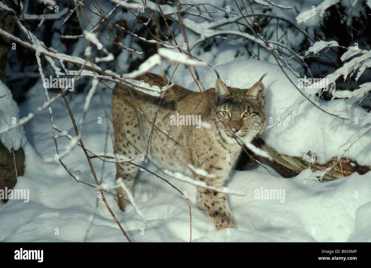 Lynx lynx Lynx lynx animal animaux adultes bêtes de proie Europa Europe félidés de l'avant de format horizontal m mammifère Banque D'Images