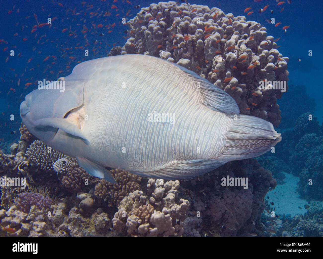 Napoléon poisson Banque D'Images