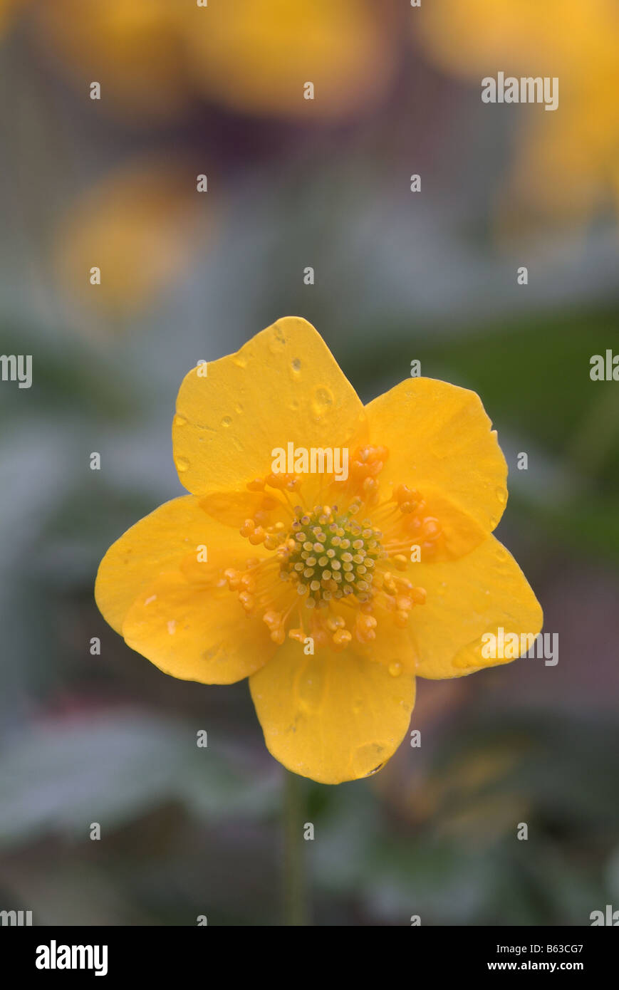 Anémone jaune (Anemone ranunculoides), fleur Banque D'Images