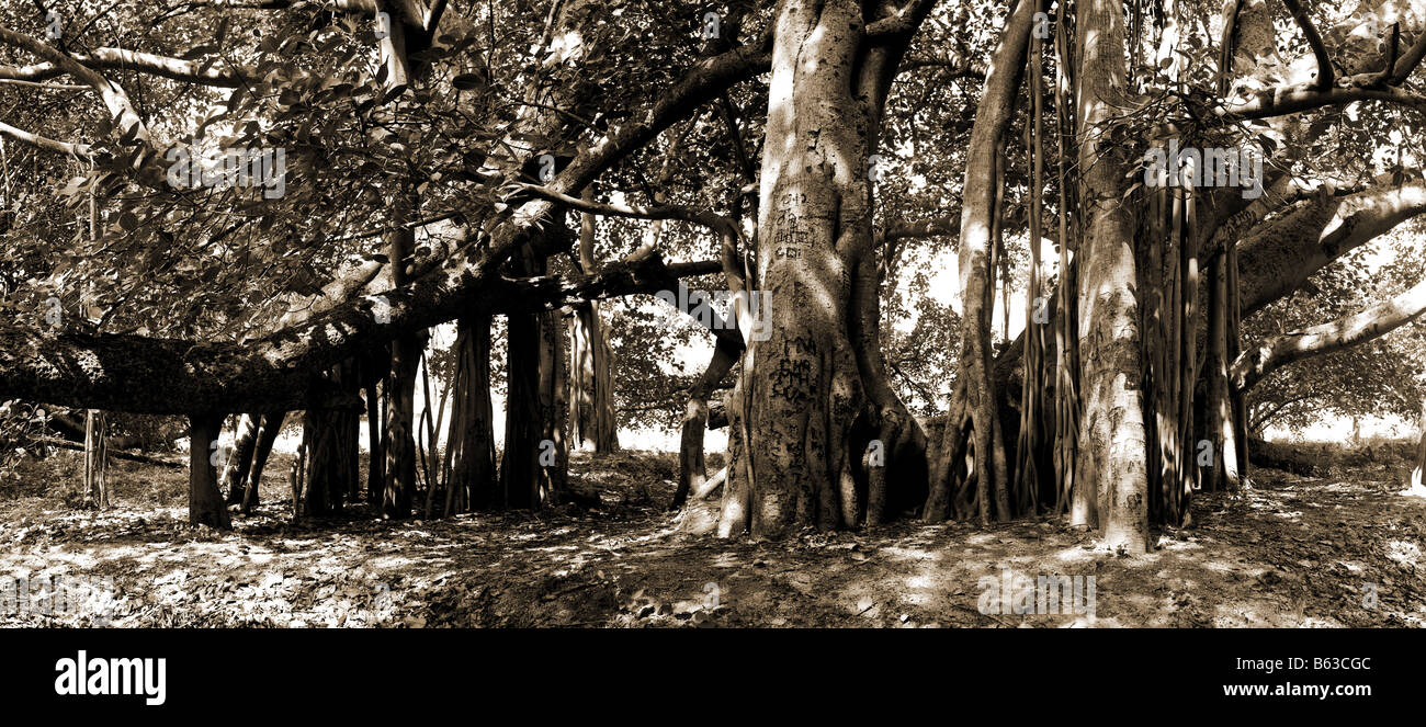 Ficus benghalensis. Thimmamma Marrimanu Banyan Tree, près de Kadiri, Andhra Pradesh, Inde. La plus grande du sud de l'Inde Banyan Tree. Sépia Banque D'Images