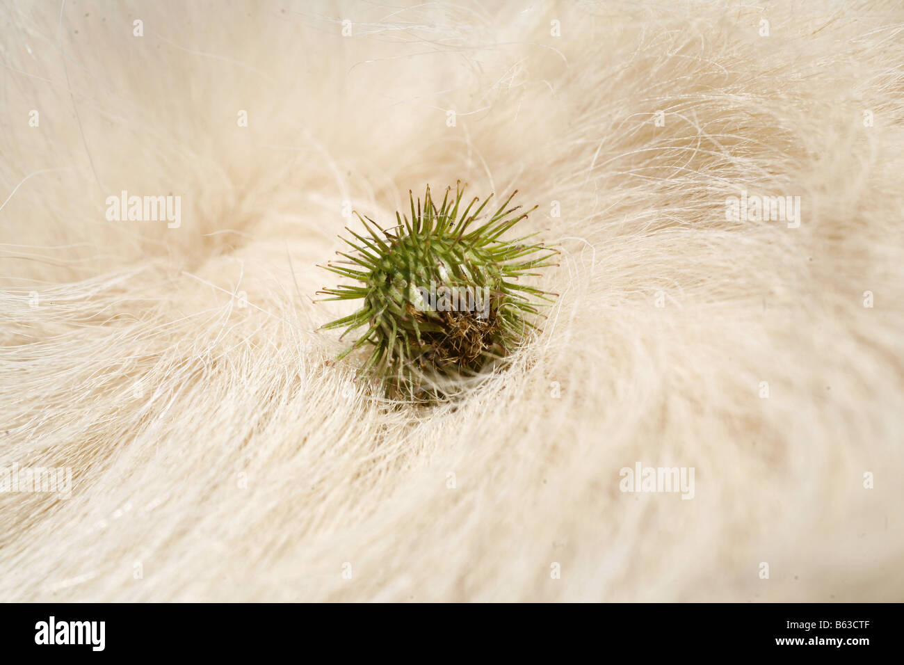 La bardane (Arctium sp). Tête de semences dans la fourrure d'un Golden Retriever Banque D'Images