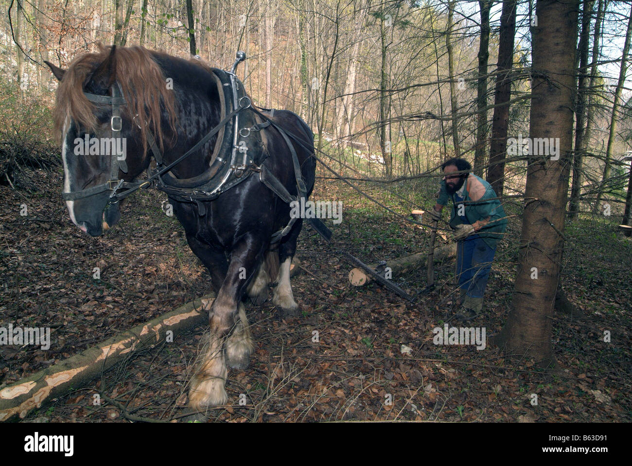 L'agriculteur Hubert Kirchmair travaillant avec son allemand Coldblood du Cheval (Equus caballus) dans une forêt, Tyrol Banque D'Images