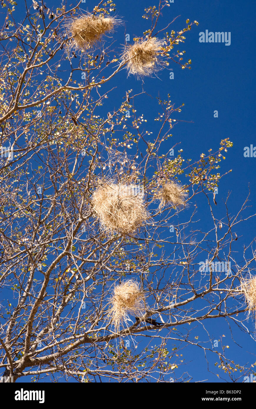 Weaver nids d'oiseau dans le Victoria Falls National Park au Zimbabwe Banque D'Images