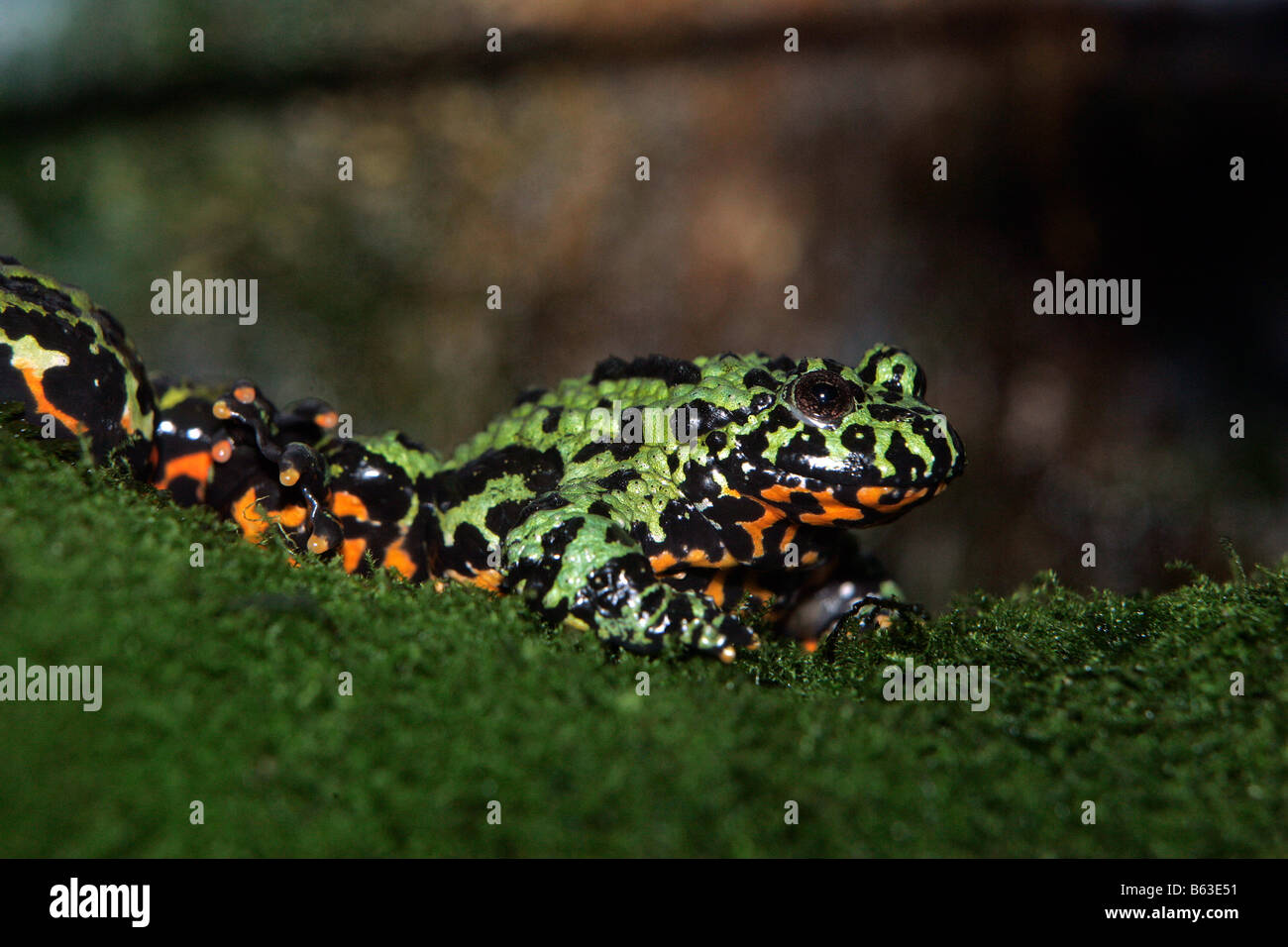 Un incendie belly toad assis sur une branche moussue Banque D'Images