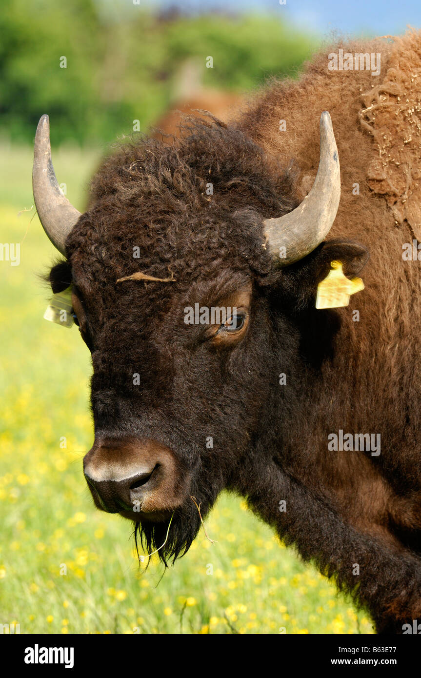 Portrait d'un jeune bison américain d'un troupeau d'élevage Banque D'Images