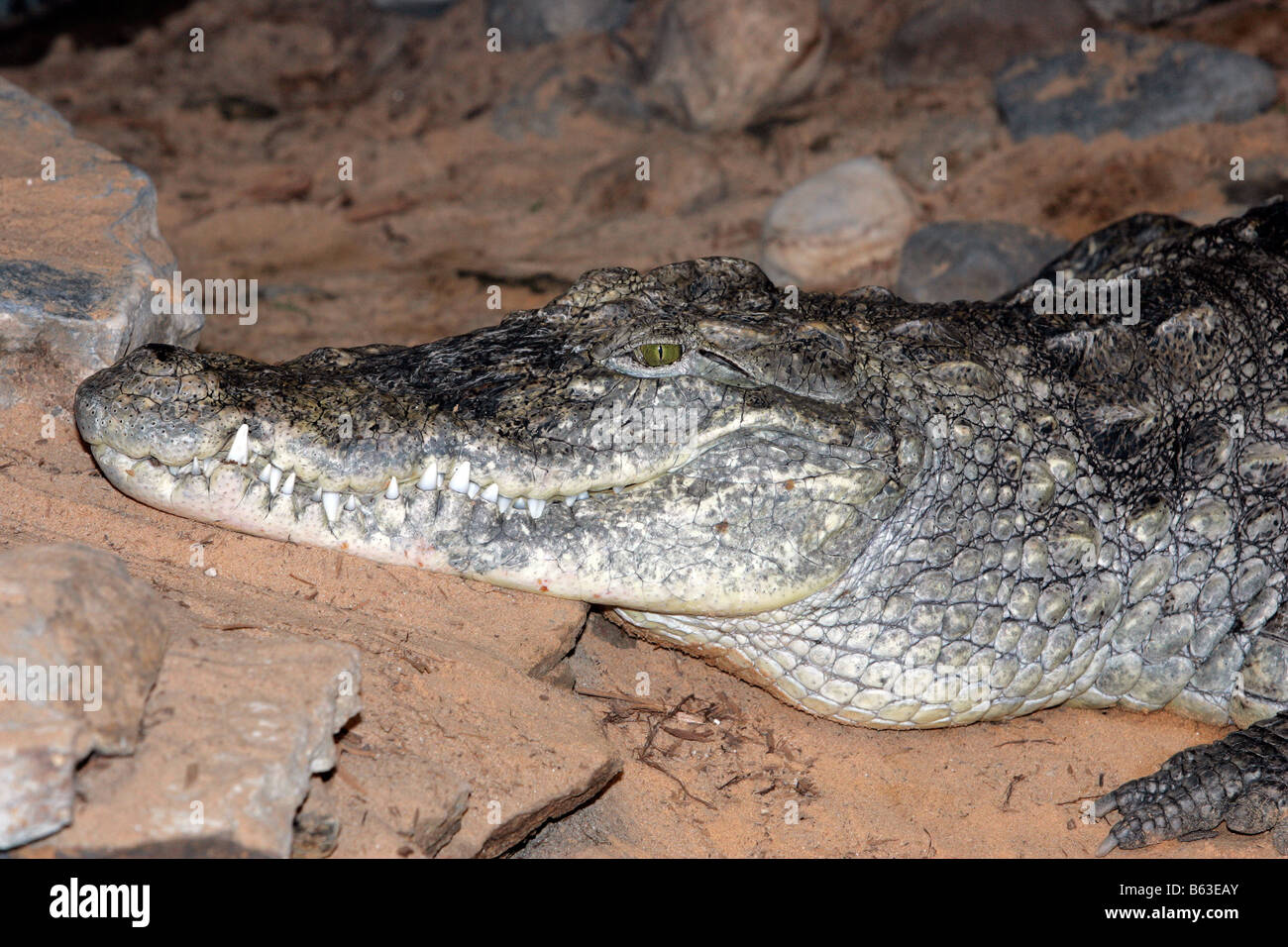 Un crocodile du Nil avec sa bouche fermée Banque D'Images