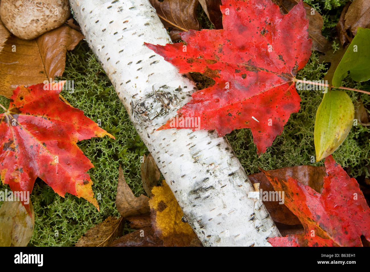 Les feuilles d'automne dans la région de White Mountain National Forest, New Hampshire, USA. Banque D'Images