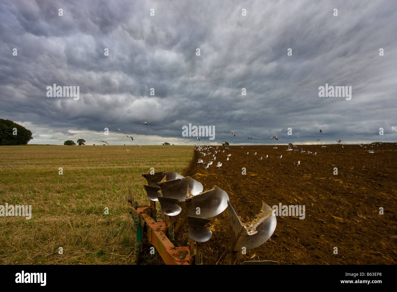 Les goélands à la suite d'une charrue Banque D'Images