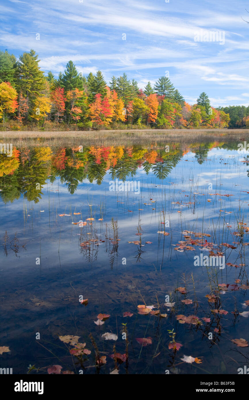 Les arbres d'automne le long des rives de la rivière Ossipee, le Maine, la Nouvelle Angleterre, USA. Banque D'Images