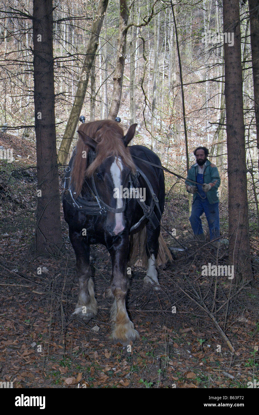 L'agriculteur Hubert Kirchmair travaillant avec son allemand Coldblood du Cheval (Equus caballus) dans une forêt, Tyrol Banque D'Images