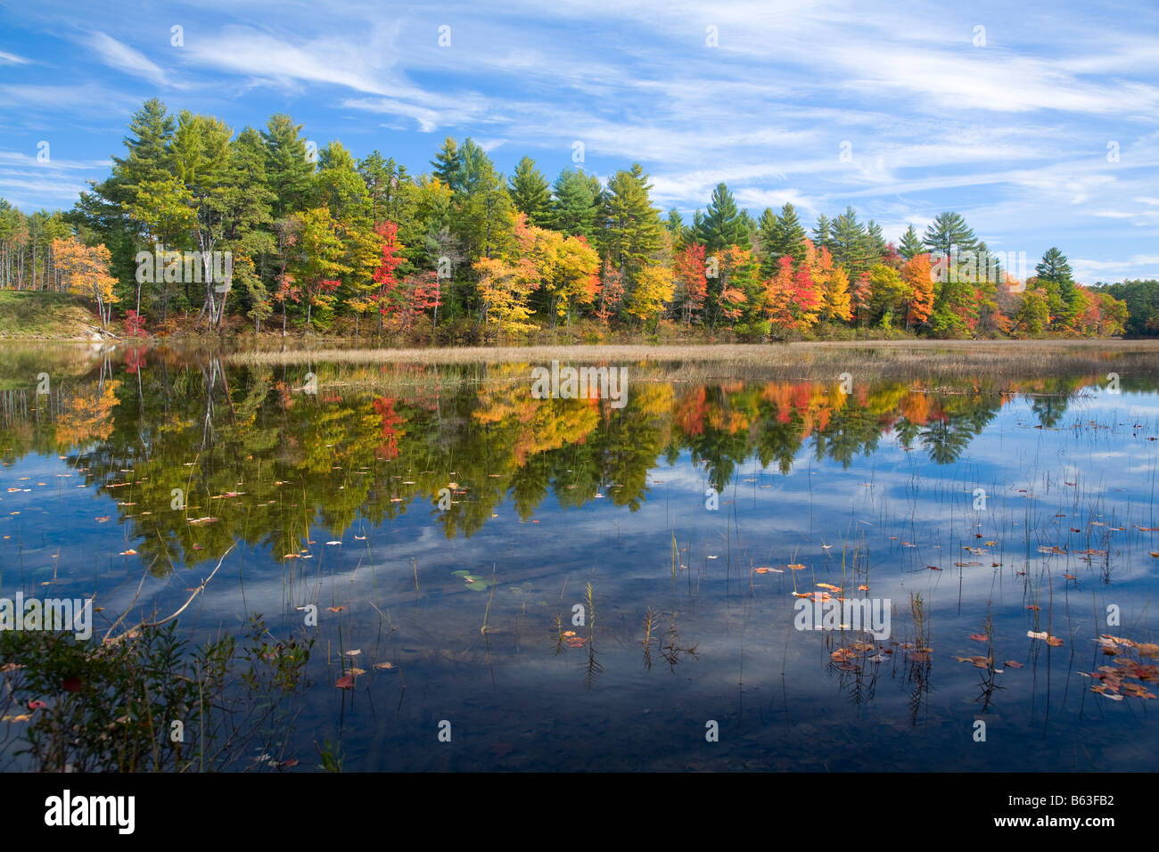 Les arbres d'automne le long des rives de la rivière Ossipee, le Maine, la Nouvelle Angleterre, USA. Banque D'Images