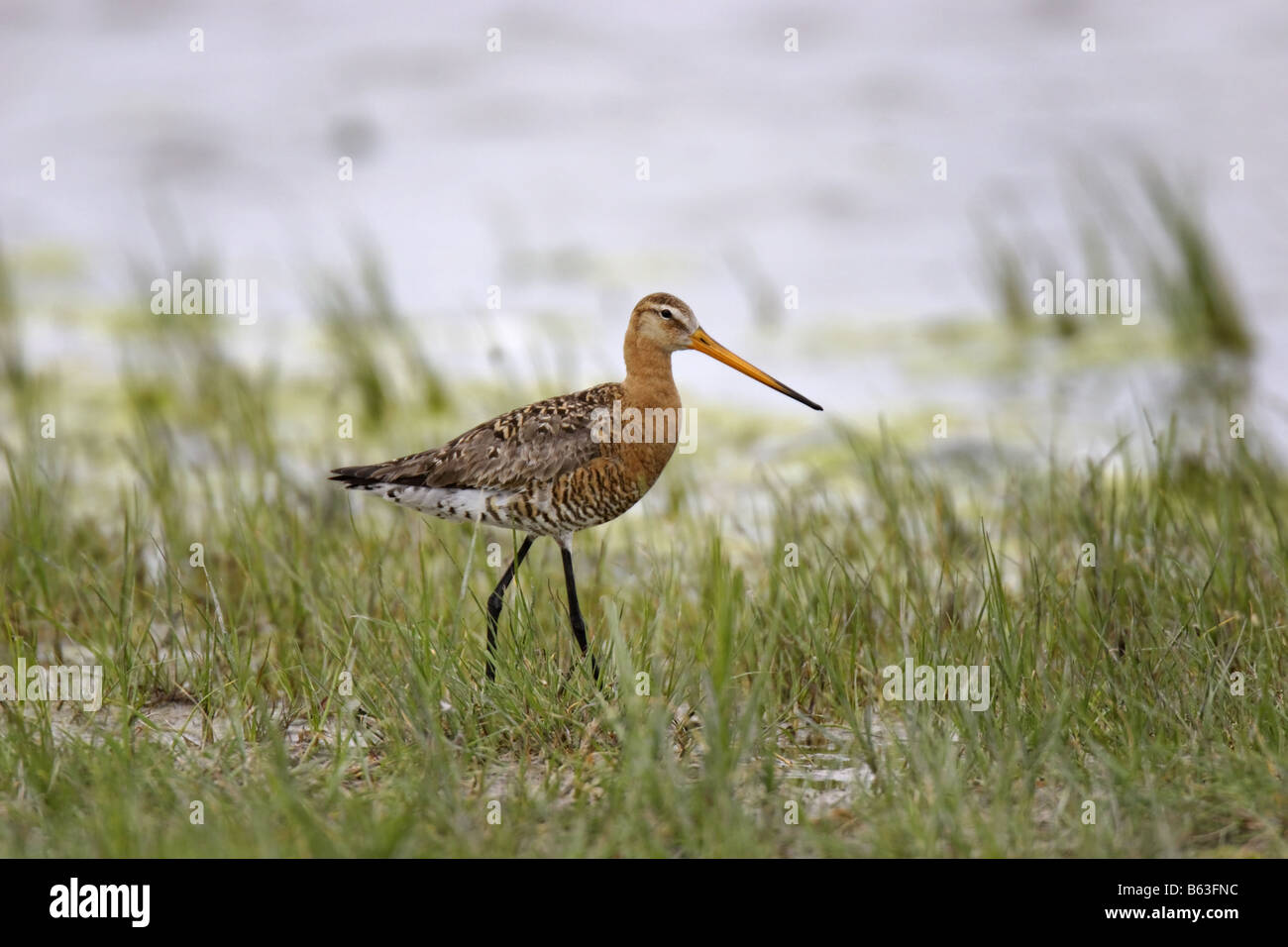 Uferschnepfe Barge à queue noire Limosa limosa Banque D'Images