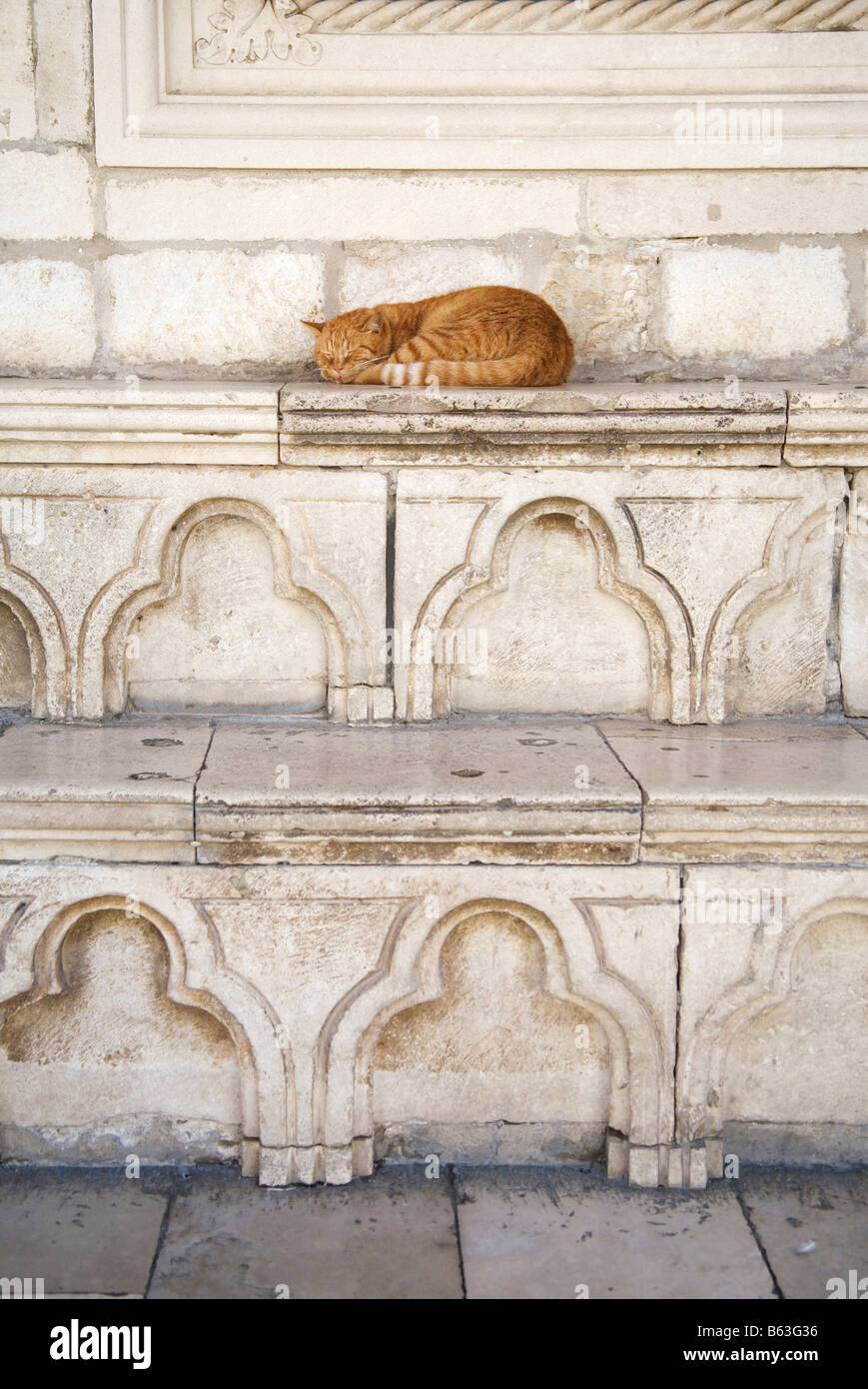Dans la région de Dubrovnik, en Croatie, un chat dort sur le gingembre en pierre sculptée du 15ème siècle, Palais du Recteur (Knezev Dvor) Banque D'Images