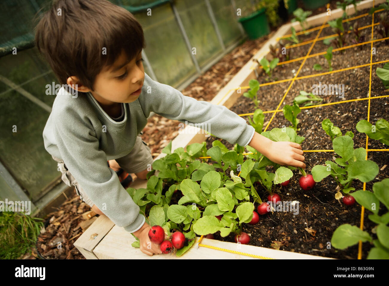 Six ans recueille les radis biologiques cultivés dans le pied carré jardin Banque D'Images