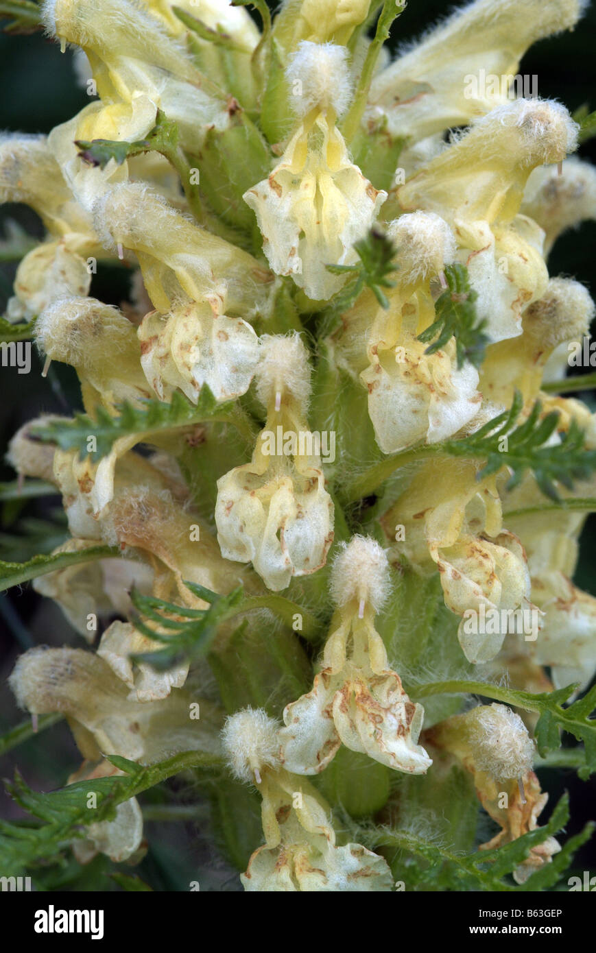 Furbish (Pedicularis foliosa verdoyante), close-up of flowers Banque D'Images