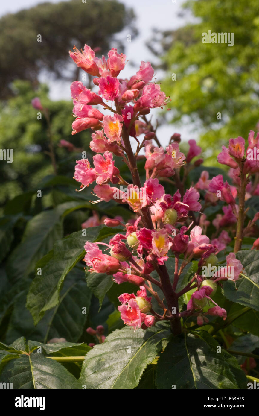 Fleurs de marronnier rouge Banque de photographies et d’images à haute ...