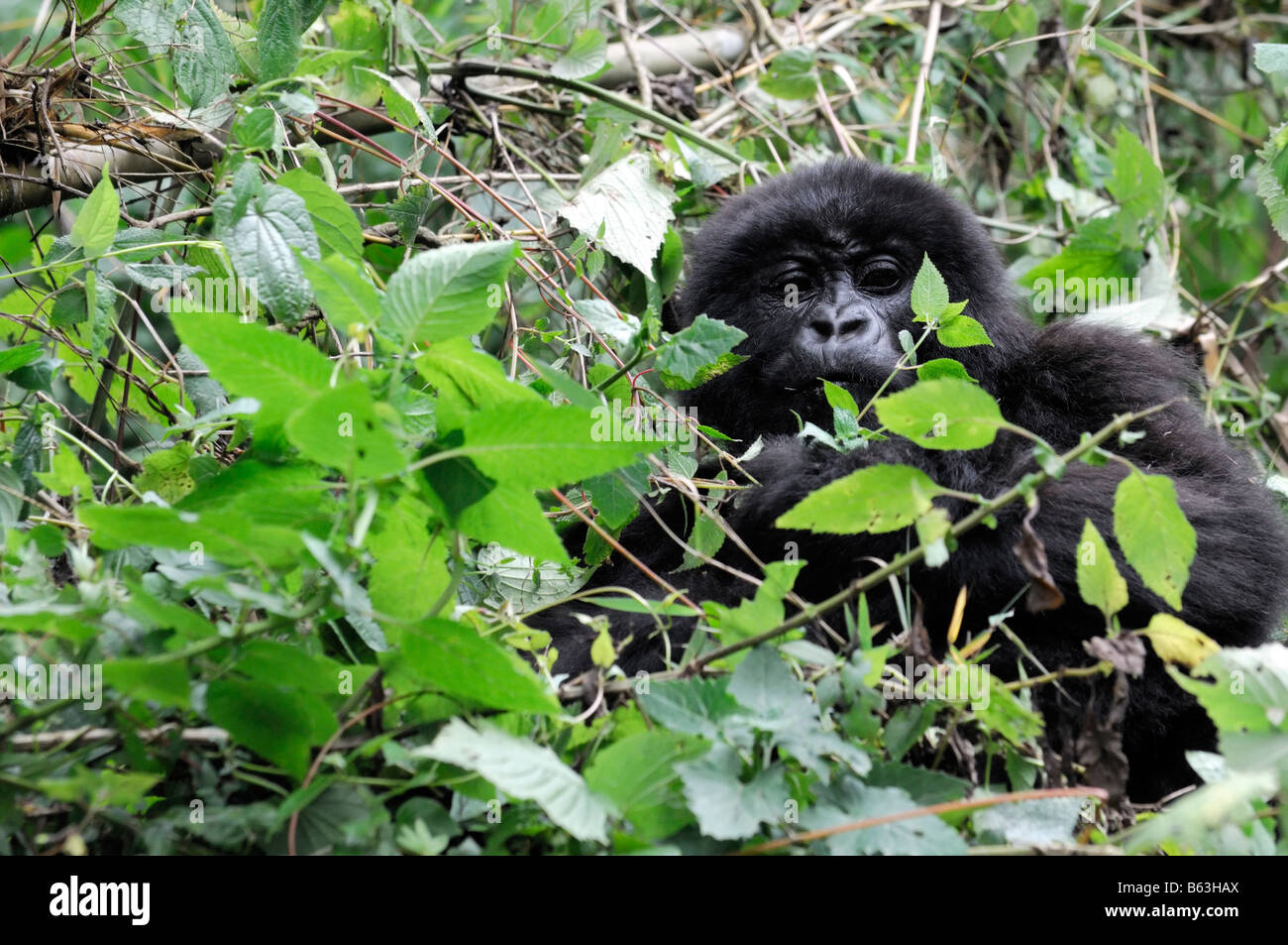 Mountain Gorilla gorilla beringei stare fixant regard regarder droit devant dans le Parc National des Volcans au Rwanda Banque D'Images