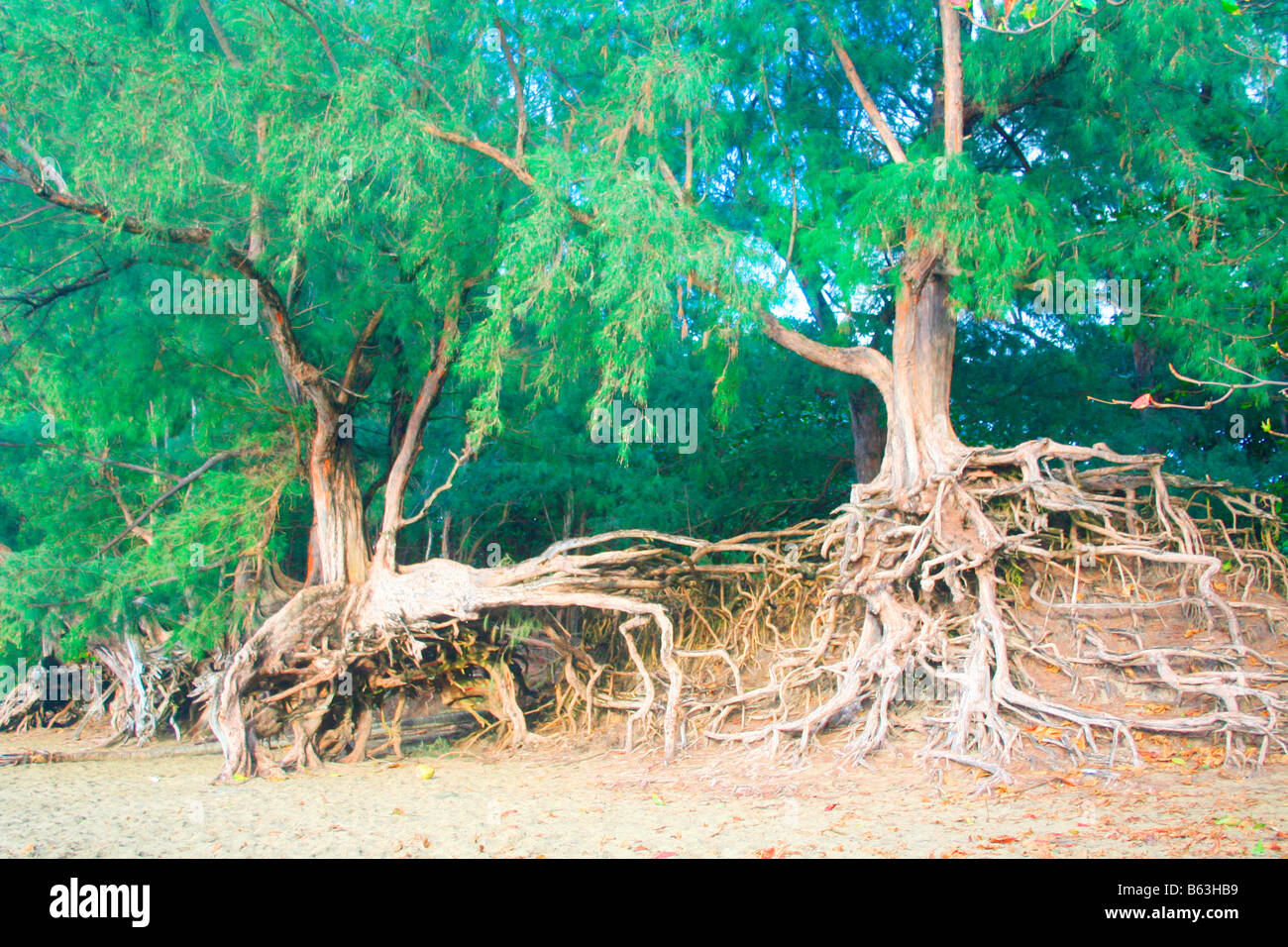 Vieil arbre arbres avec racines Banque D'Images