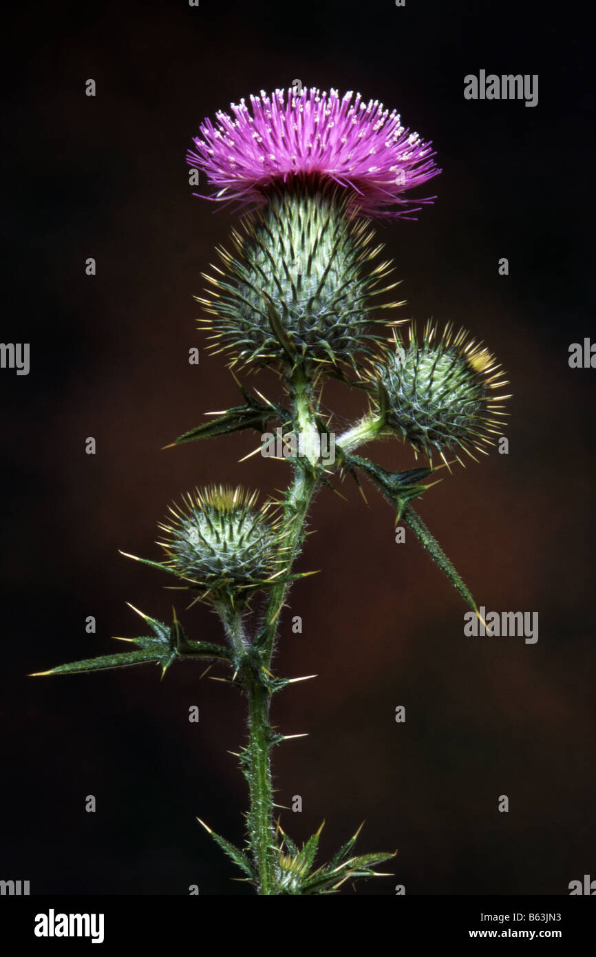 Cirse des champs (Cirsium vulgare), fleurs et bourgeons sur un fond sombre Banque D'Images