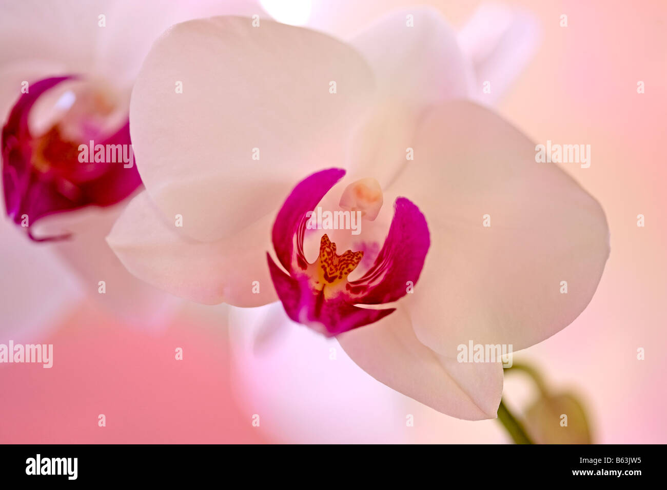 Orchidée blanche et rose sur fond rose Banque D'Images