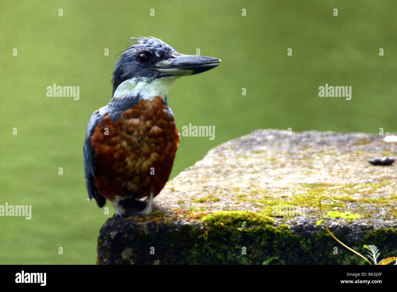 Ringed Kingfisher-cou Banque D'Images