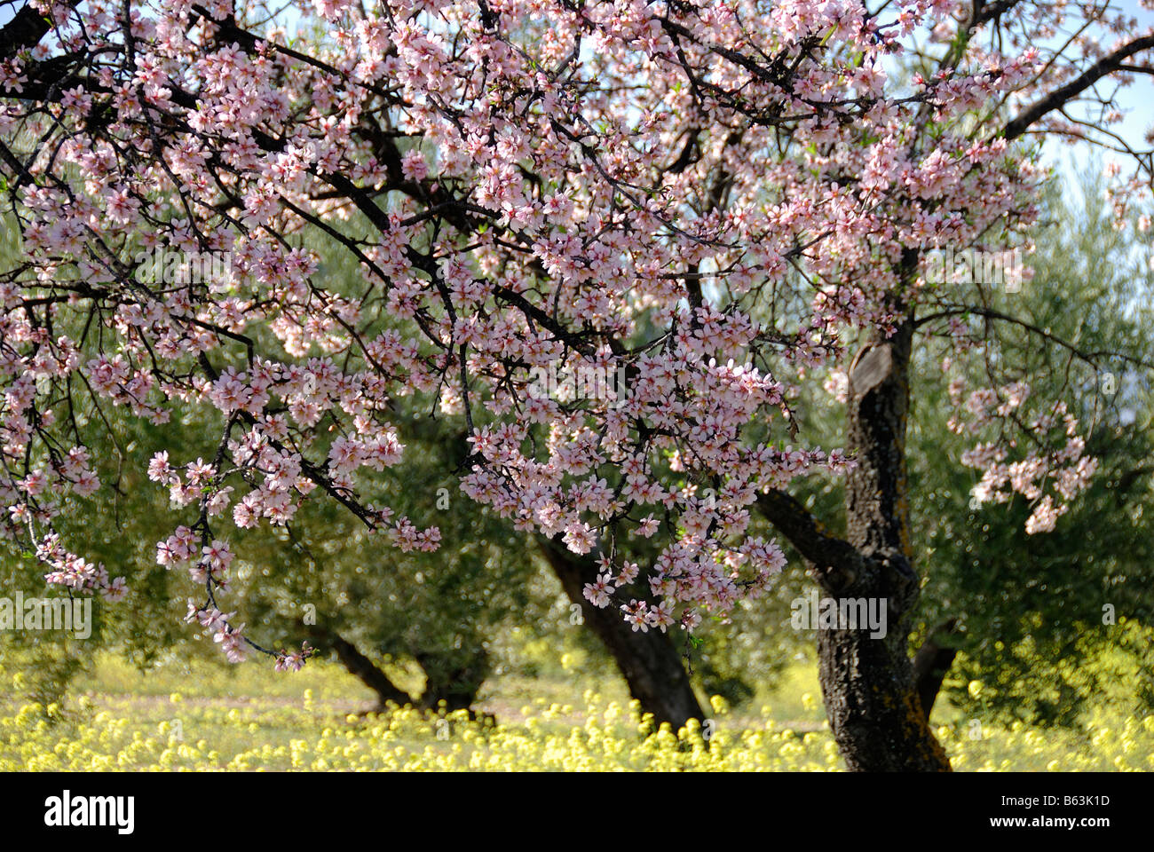 Amandes et fleurs sauvages en Andalousie Billet Paysage Nature Banque D'Images