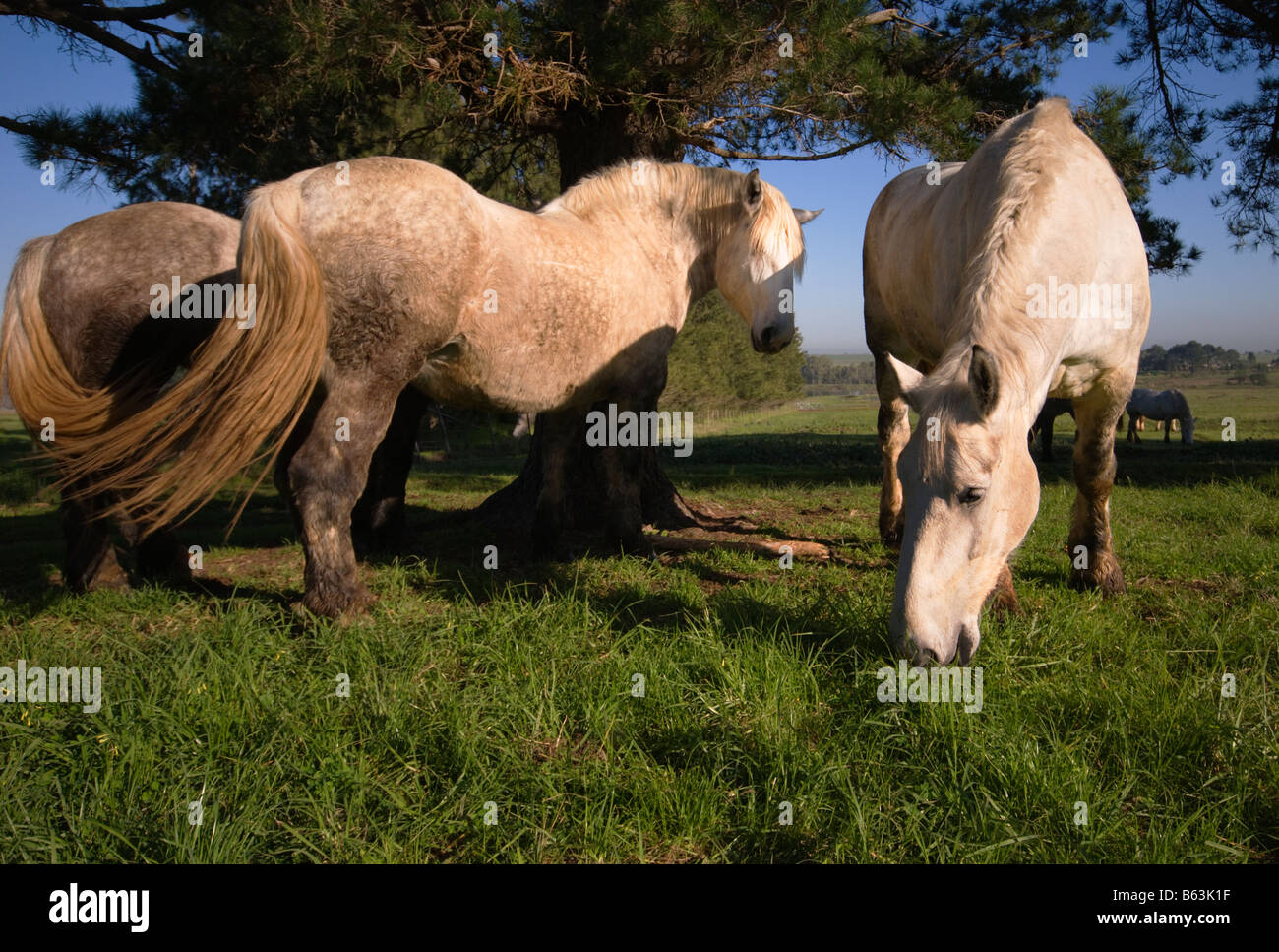 Chevaux percherons Banque D'Images