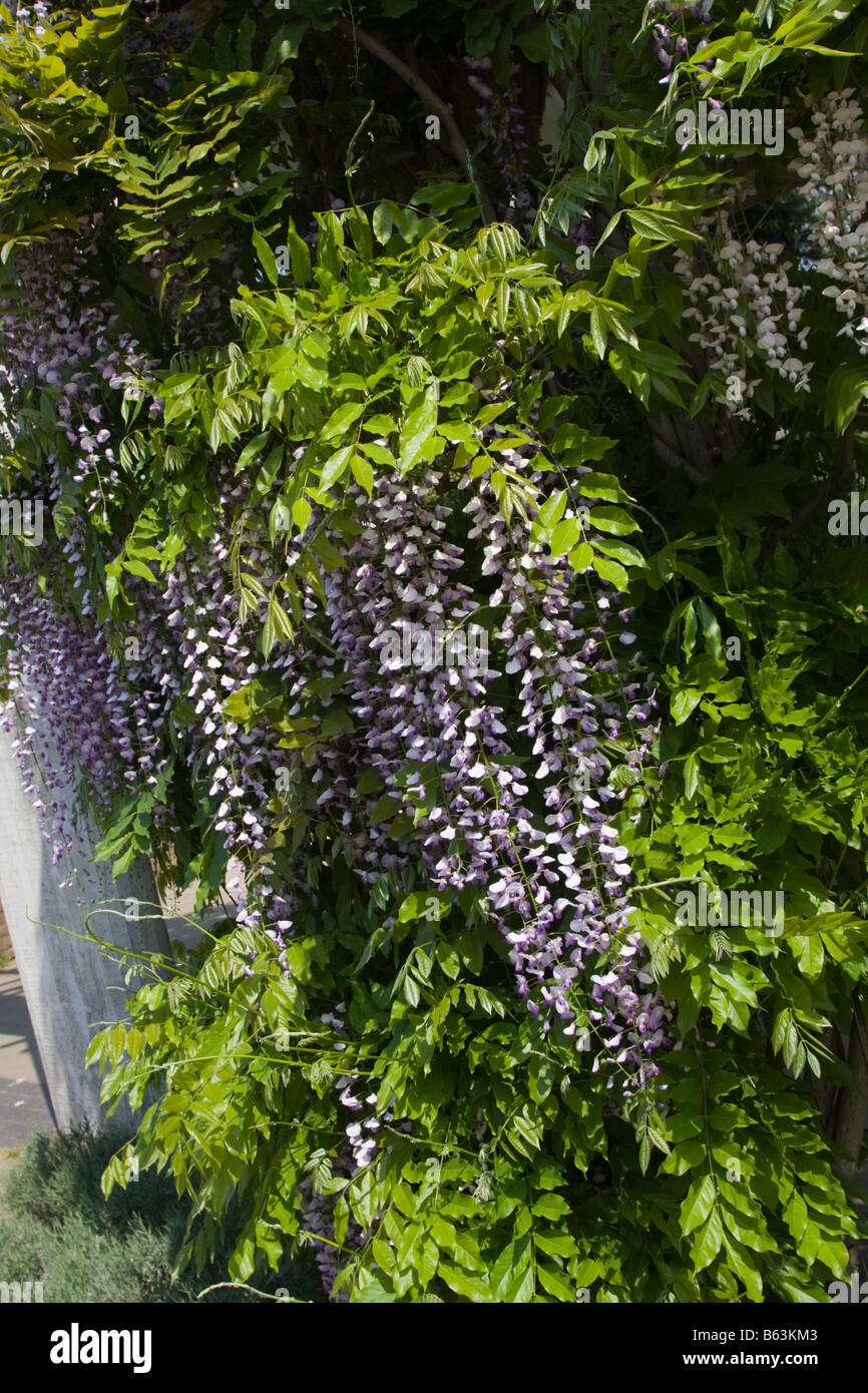 Fleur de glycine en fleur Banque D'Images