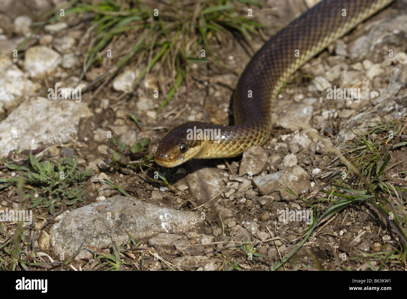 Aesculapian Snake äskulapnatter Zamenis longissimus Elaphe longissima Banque D'Images