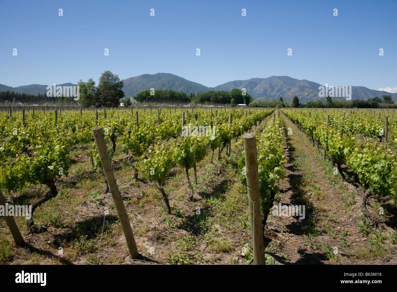De plus en plus de vignes dans le vignoble de Viu Manent, vallée de Colchagua, Chili Banque D'Images