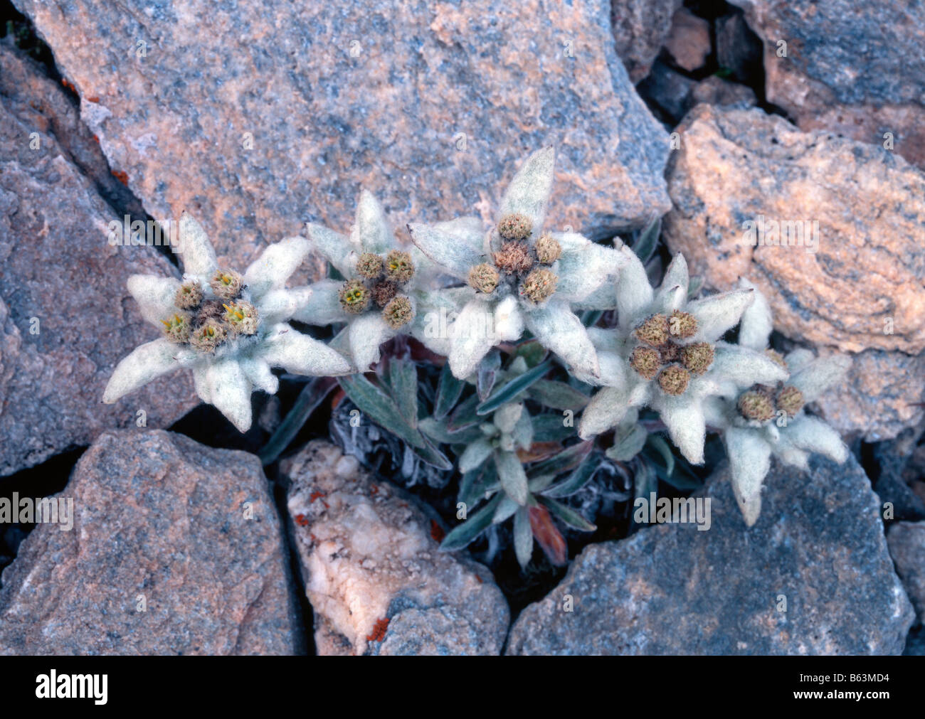 Edelweiss (Leontopodium alpinum), plante à fleurs entre les rochers Banque D'Images