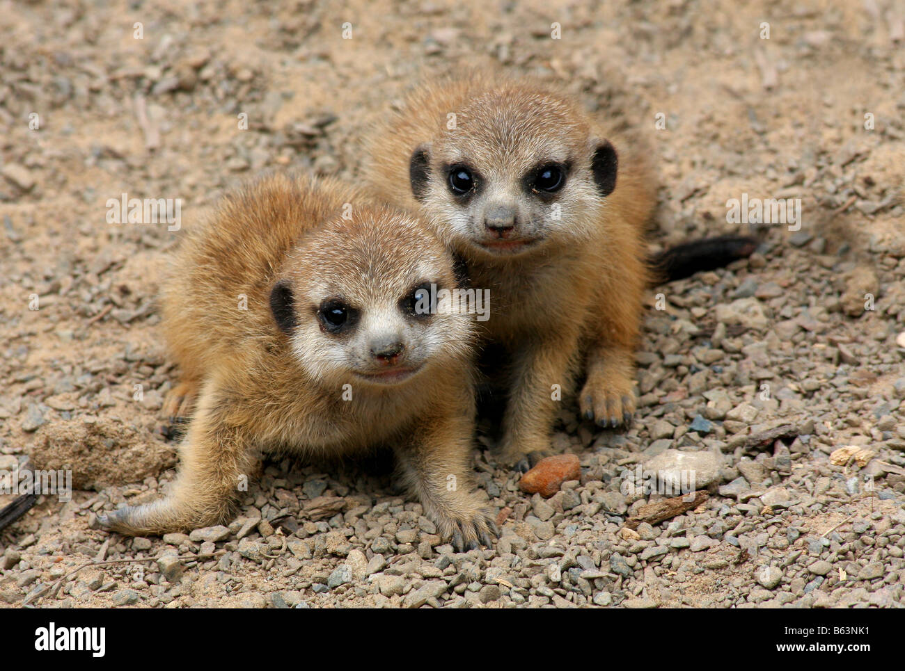 Stock photo de bébé deux petits suricates Banque D'Images