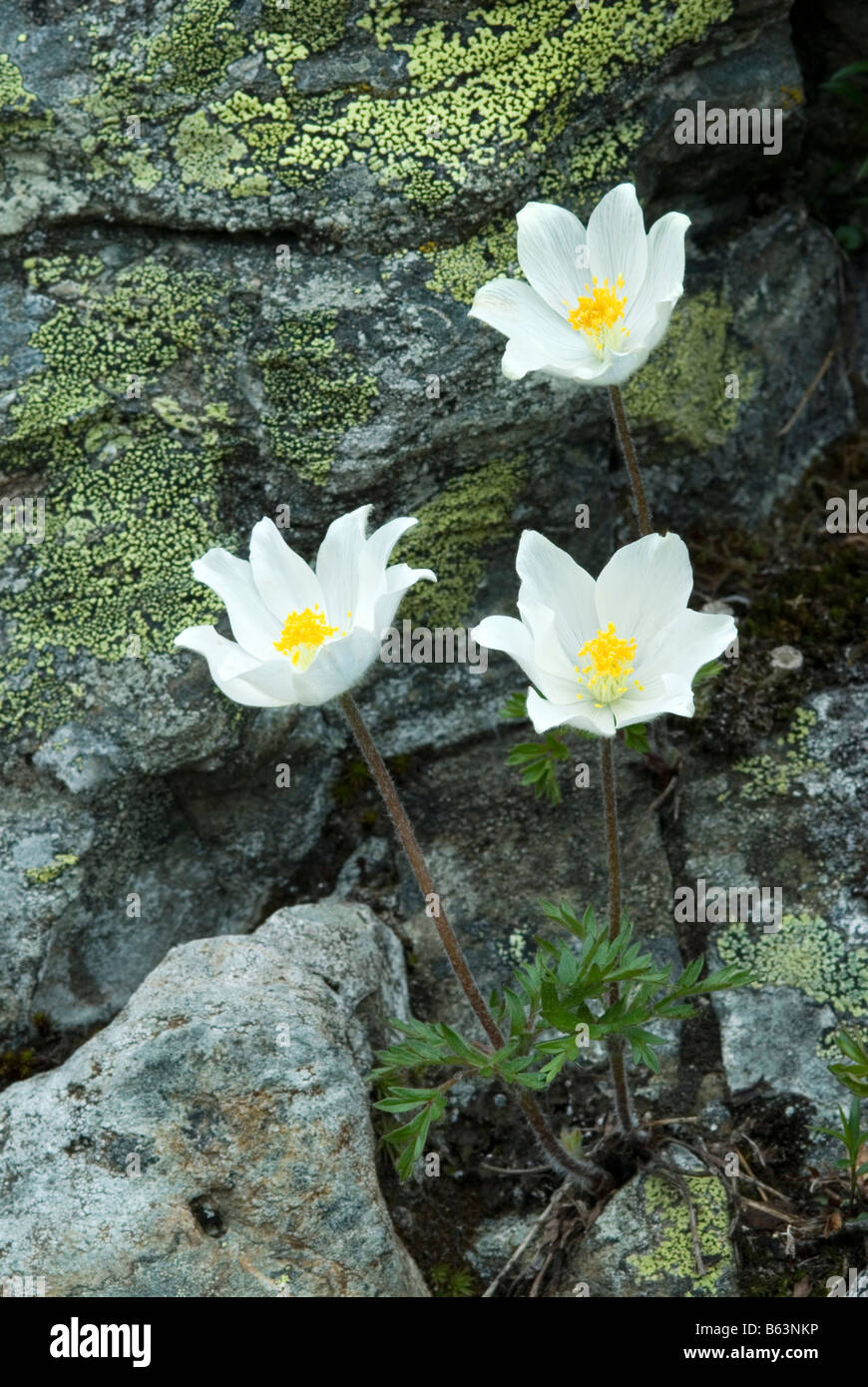 Pasqueflower Pulsatilla alpina Alpine (, Anemone alpina), la floraison Banque D'Images