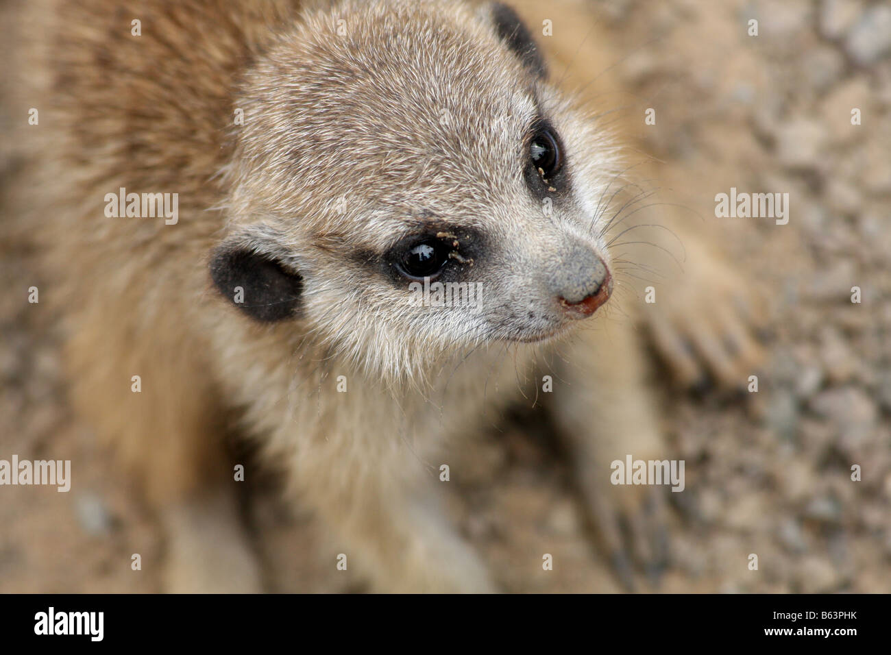 Stock photo d'un bébé meerkat pup Banque D'Images