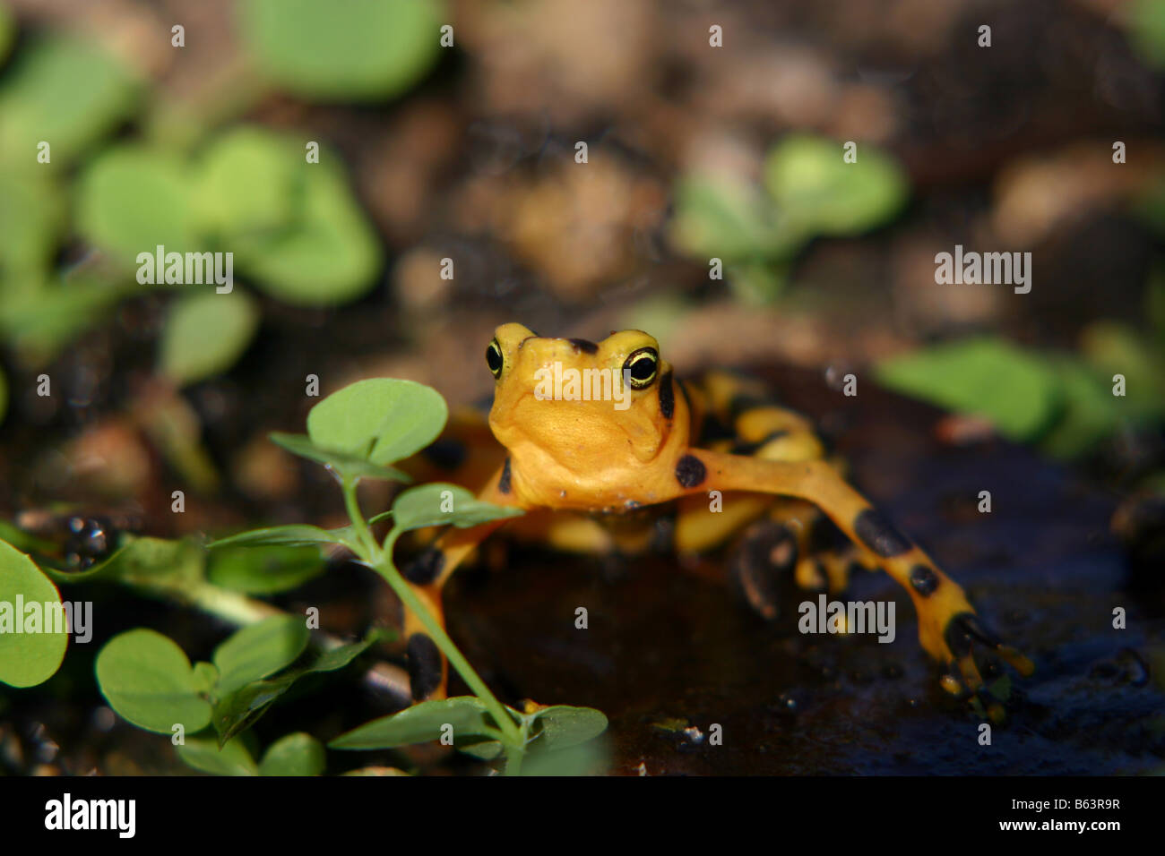 Golden Frog Banque D'Images