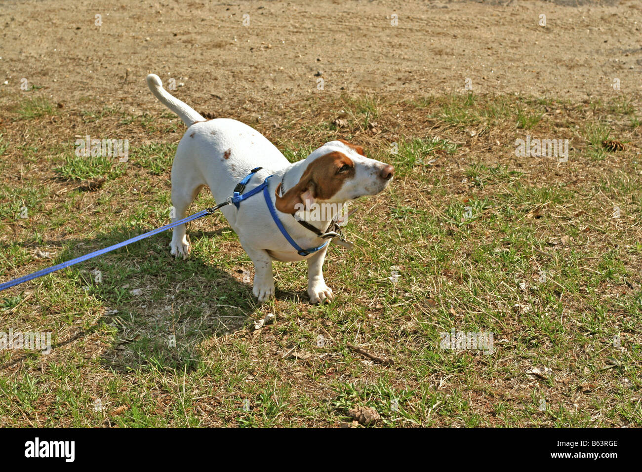 Un rare de race blanche et marron chiot teckel Banque D'Images