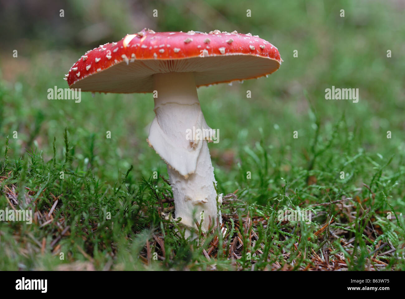 Champignons Agaric Fly Banque D'Images