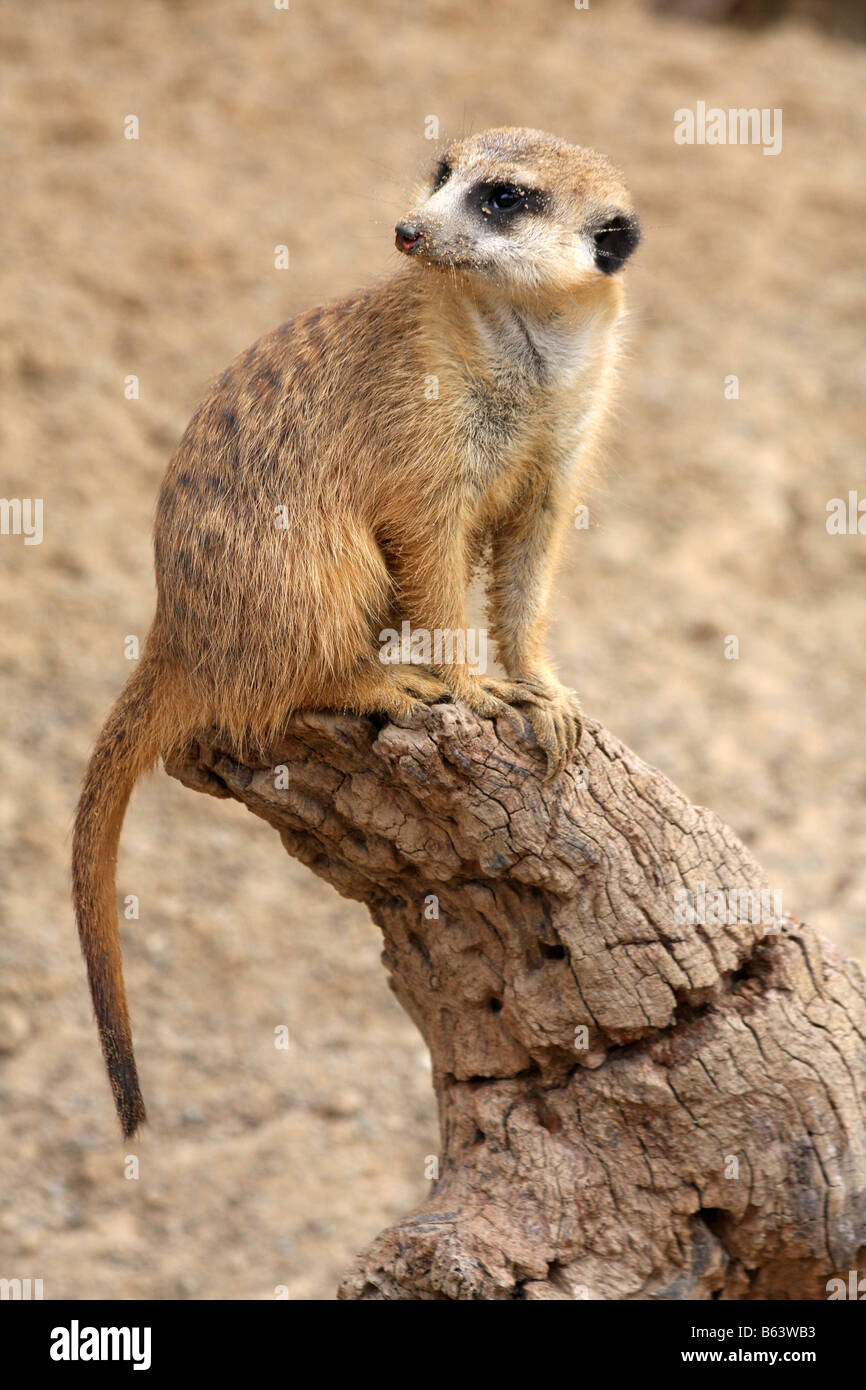 Stock photo d'un meerkat watchout Banque D'Images