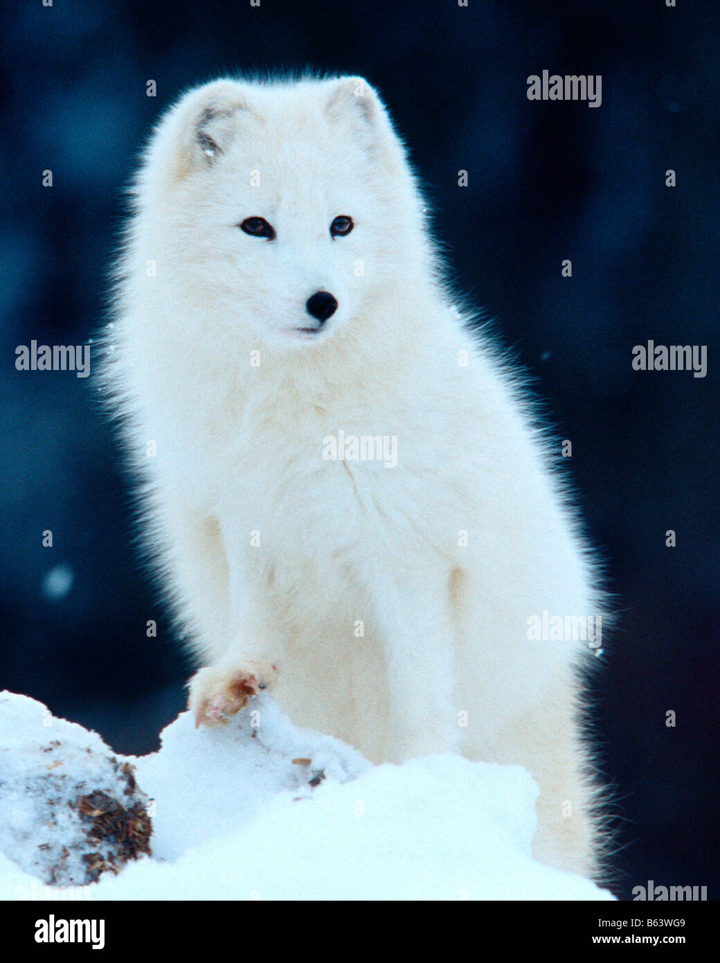 Le renard arctique - conditions contrôlées Banque D'Images