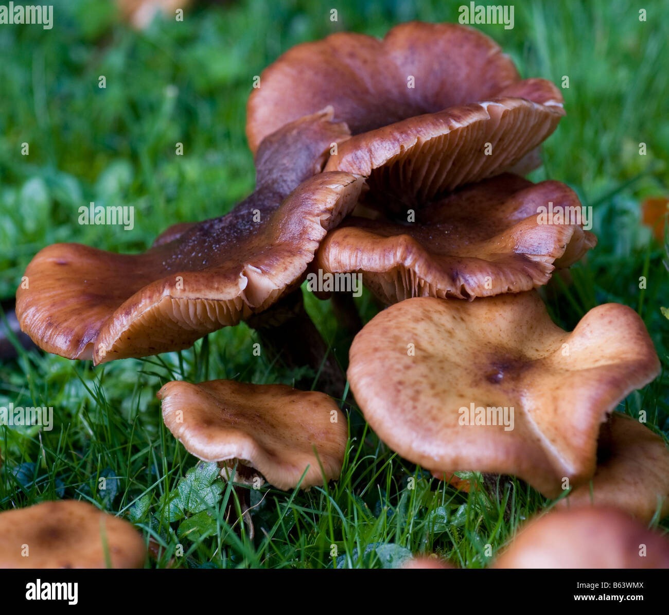 Champignons Banque D'Images