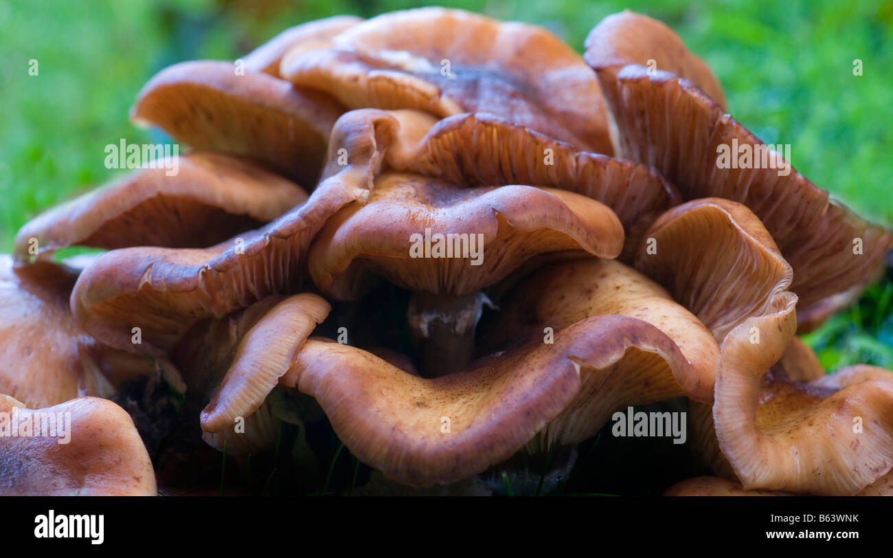 Champignons Banque D'Images