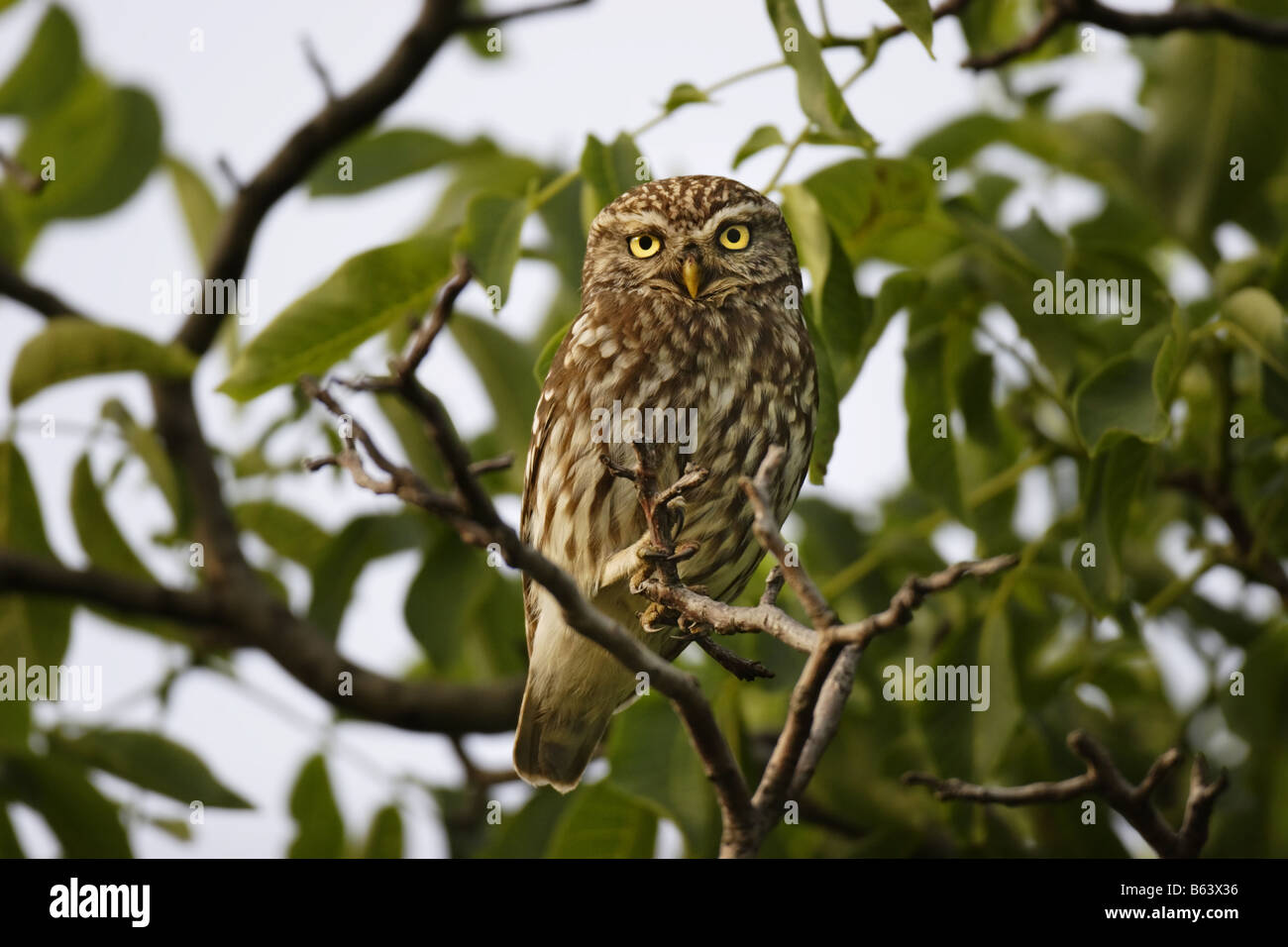 Steinkauz chouette chevêche Athene noctua Banque D'Images