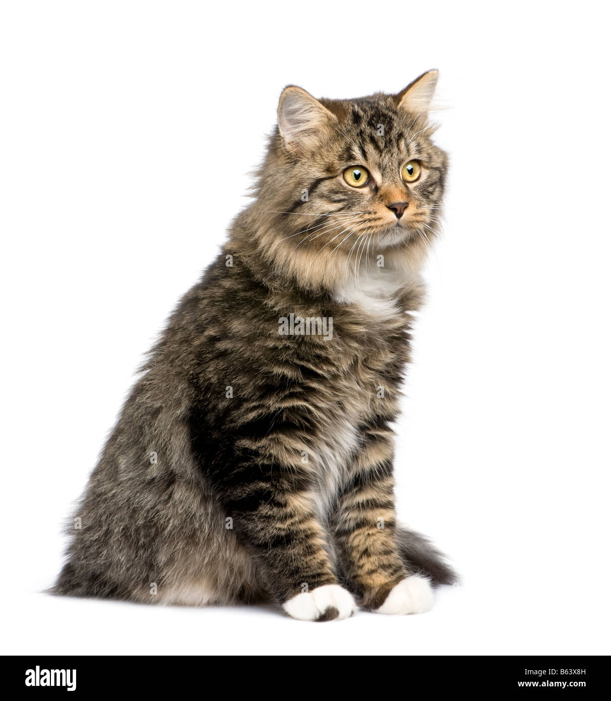 Chat Europeen Banque D Image Et Photos Alamy