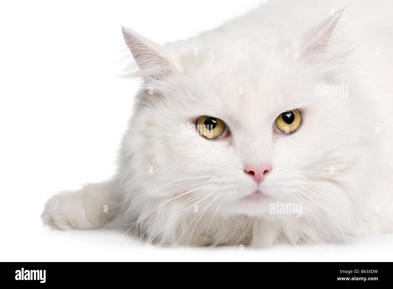 Close up sur un chat angora blanc 5 ans devant un fond blanc Banque D'Images