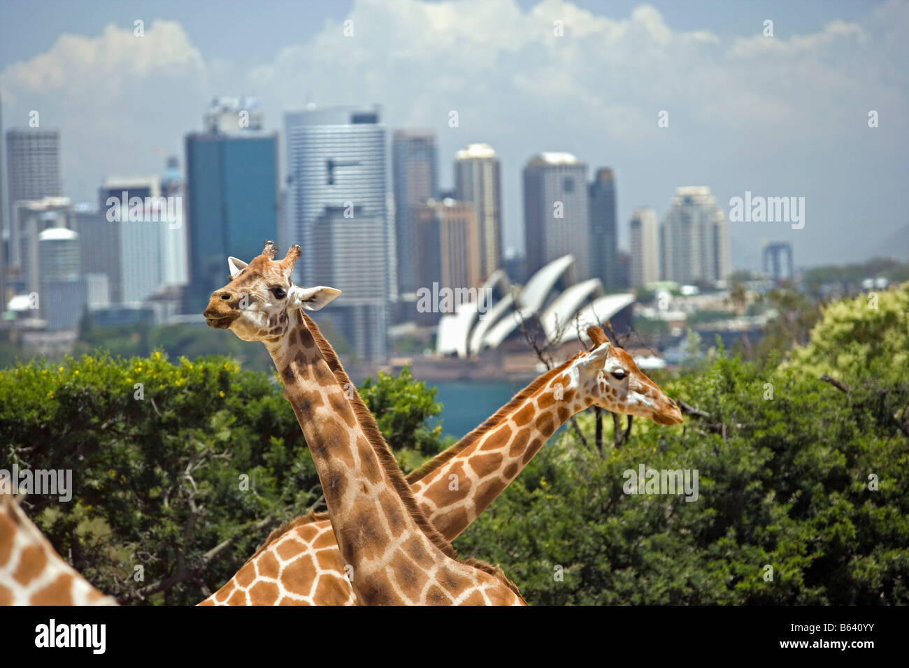 L'Australie, des girafes. Contexte : Skyline Sydney et l'Opéra. Banque D'Images